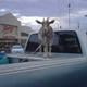 Image for article titled The Cars Of WalMart